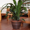 16" Glazed Plastic Planter