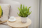 Small Desktop Flower Pot
