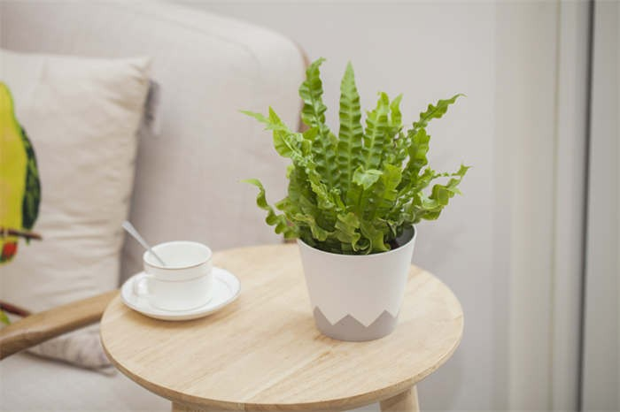 Small Desktop Flower Pot