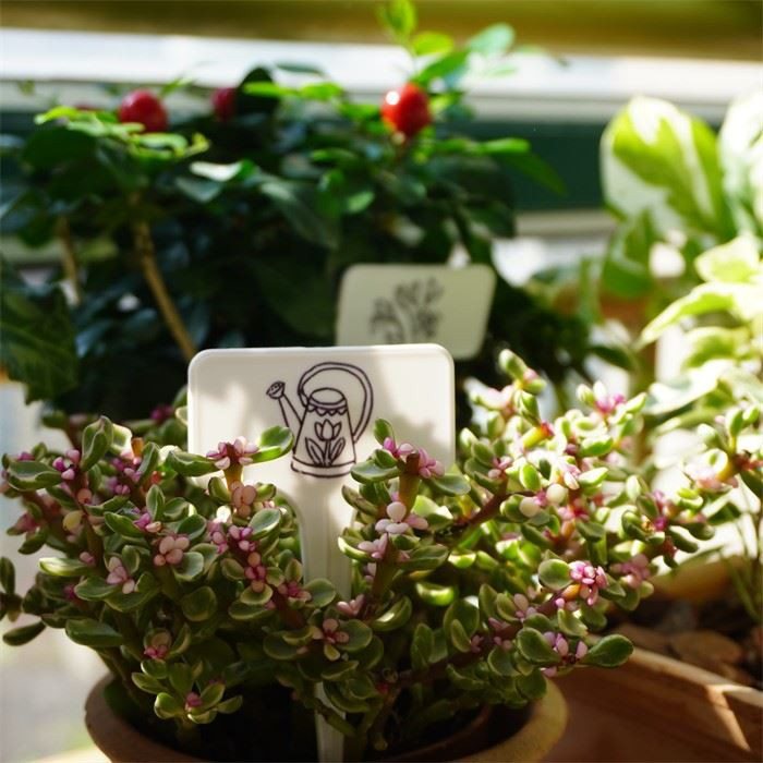 Plant Markers