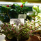Plastic Plant Label
