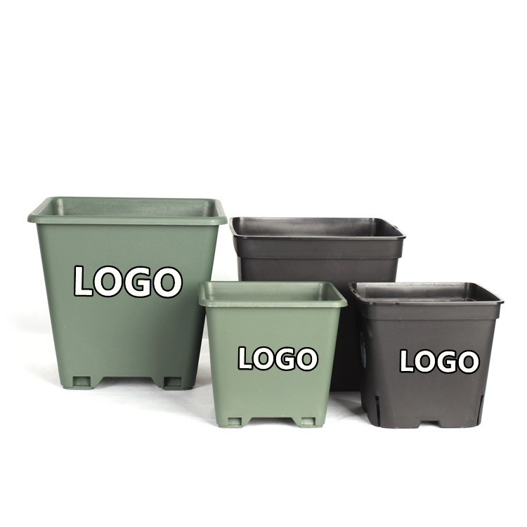 8-Inch Square Blueberry Pot