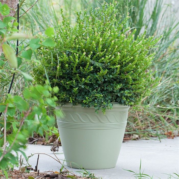 15" Spiral Planter