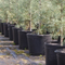 1 Gallon Nursery Pots