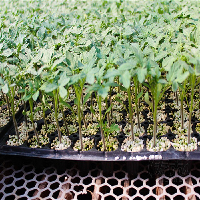 128 Seed Tray07
