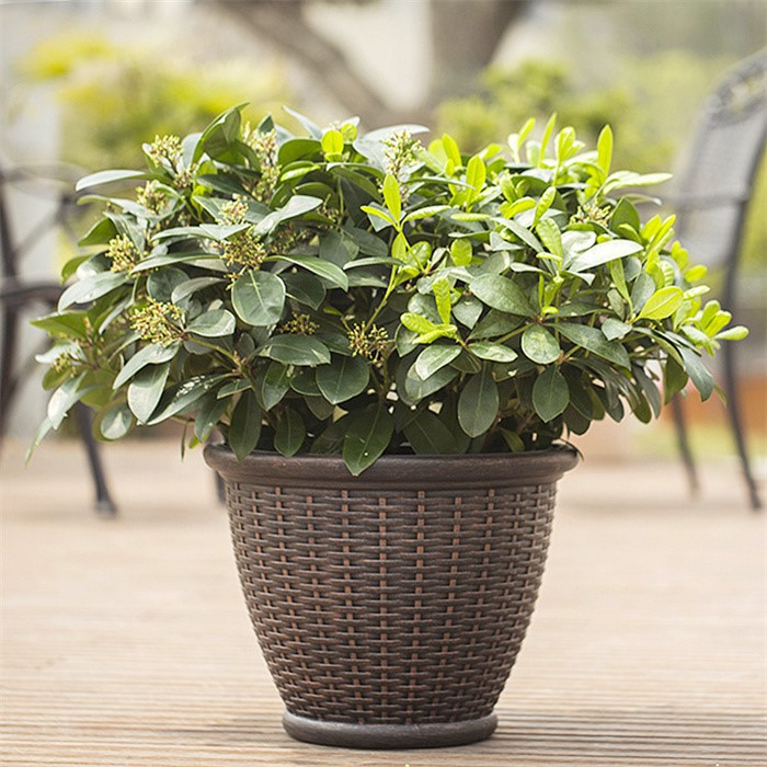 large wicker planters06
