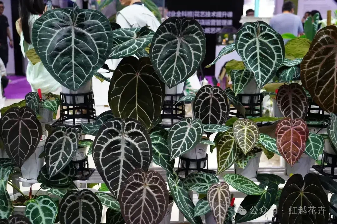 Are Sky-High Priced Tropical Plants Worth It?