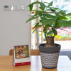9 Inch PP Concrete Look Modern Plastic Planter for Balcony Display