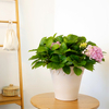 11 Inch HDPE Terracotta Look Roman Flower Pot for Balcony Patio
