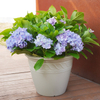15-Inch HDPE Smooth European Roman Wide Opening Flower Pot for Garden