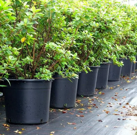 Garden Plastic Plant Pot.png