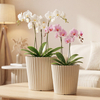 10 Inch PP Nordic Cylinder Plastic Planter for Living Room Decor