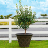 12 Inch EB Stone Look European Wide Opening Flower Pot for Patio