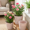 7 Inch EB Stone Look Modern Plastic Flower Pot for Patio Garden