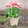 15-Inch HDPE Matte European Luxury Wide Opening Garden Planter for...