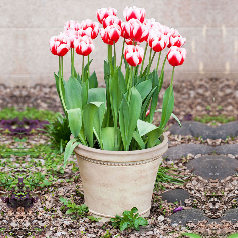 15-Inch HDPE Matte European Luxury Wide Opening Garden Planter for...